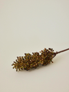 Sorghum Stem