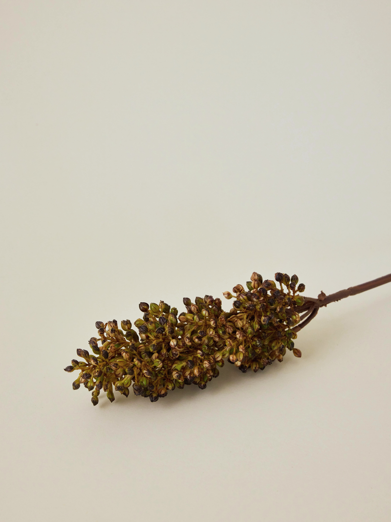 Sorghum Stem
