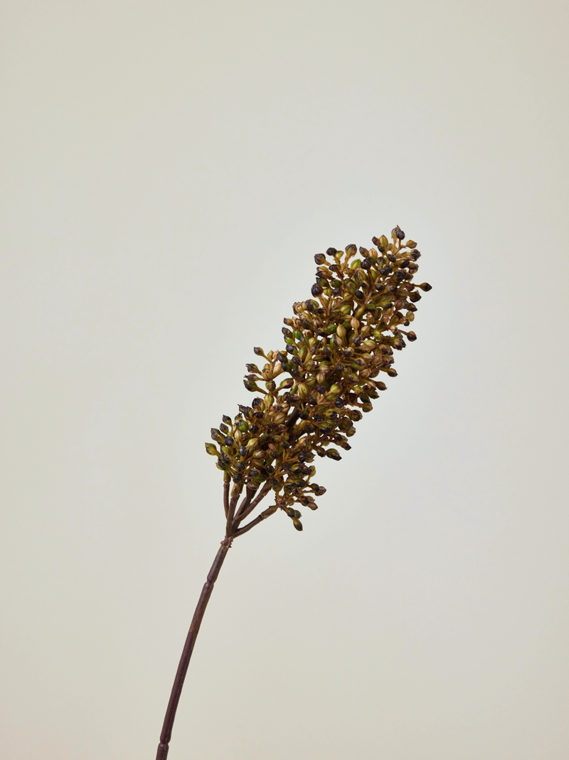Sorghum Stem