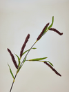 Rice Flower Stem