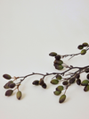 Barberry Stem