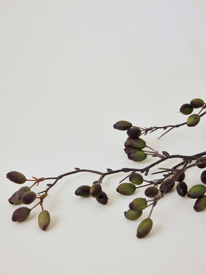 Barberry Stem