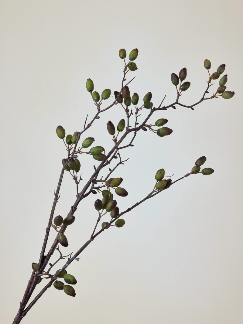 Barberry Stem