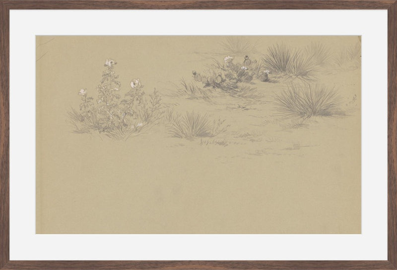 Flowering Bush & Desert Plant