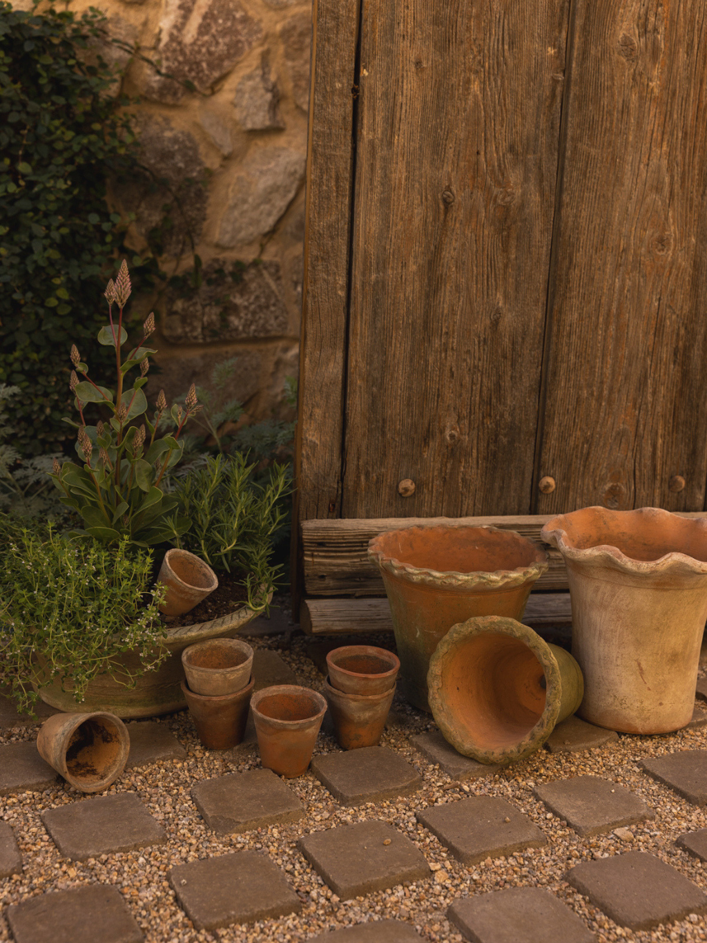 escapists 2 potted plant Aged Scallop Planter – Market by Modern Nest