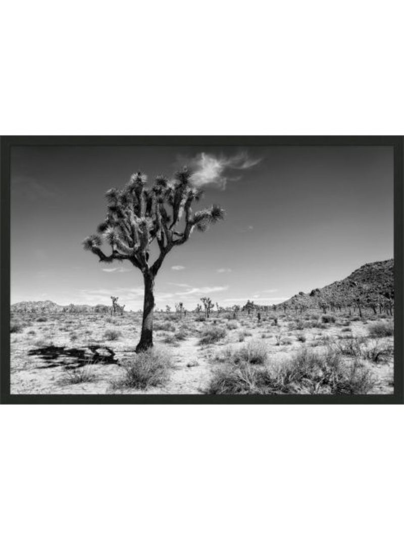 Joshua Tree