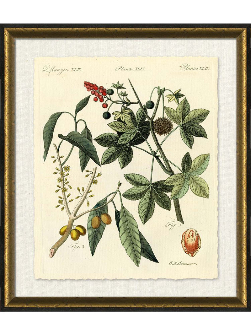 Bertuch Botanical