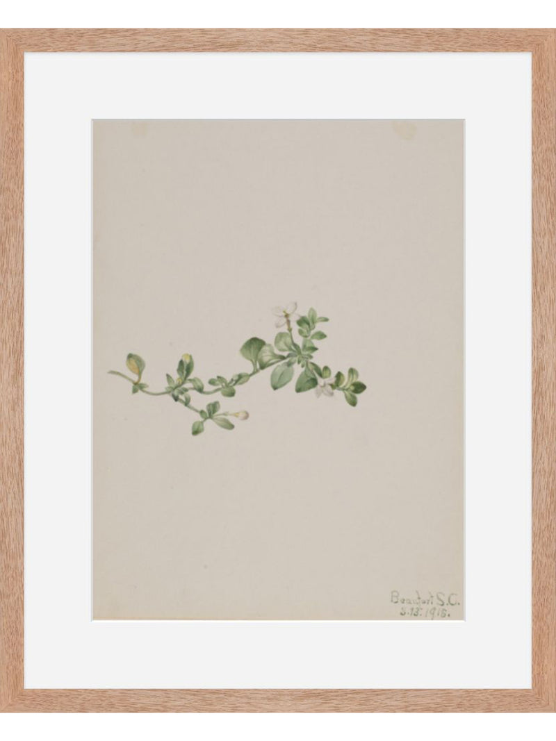 Trailing Houstonia Print by Mary Vaux Walcott, Watercolor Botanical Study of the Houstonia Procumbens Ground Cover Plant, Natural Wood Frame with 2" White border